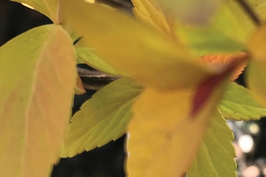 Chương trình bày bán cây tại Khu vườn Bách thảo Hoàng gia